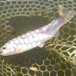 大安トラウトレイク釣果